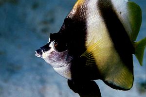 Pesce farfalla virgola (Heniochus intermedius)