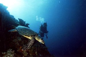 Tartaruga (Eretmochelys imbricata)