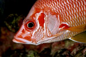 Pesce scoiattolo spinoso (Sargocentron spiniferum)