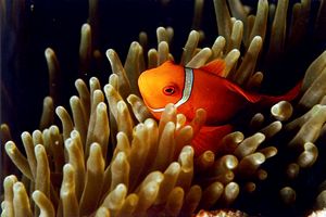 Pesce pagliaccio frenato (Amphiprion frenatus)