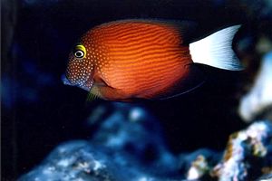 Pesce chirurgo (Ctenochaetus flavicauda)