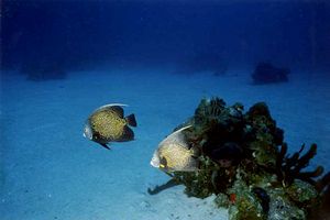 Pesce angelo francese (Pomacanthus paru)