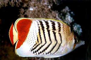 Pesce farfalla coda rossa (Chaetodon paucifasciatus)