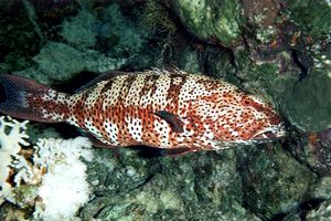 Cernia tropicale maculata (Plectropomus pessuliferus)