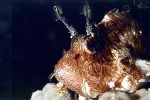 Pesce cobra (Pterois miles)