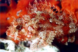 Scorfanotto (Scorphaena notata)