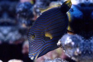 Pesce balestra striato (Balistapus undulatus)