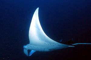 Manta (Manta birostris)