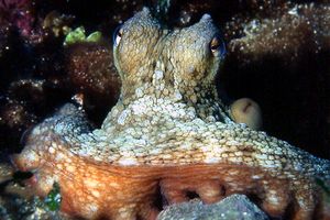 Polpo comune (Octopus vulgaris)