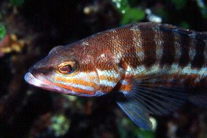 Perchia (Serranus cabrilla)
