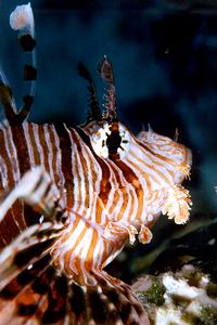 Pesce cobra (Pterois miles)