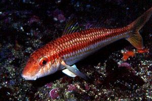 Triglia di scoglio (Mullus surmuletus)