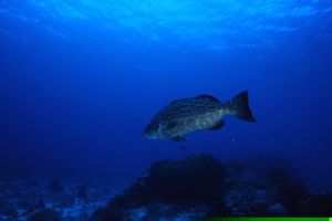 Cernia pelle dura (Dermatolepis dermatolepis)