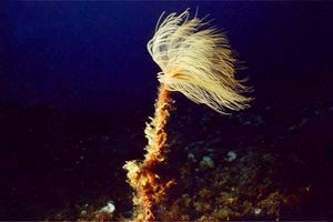 Spirografo (Sabella spallanzanii)