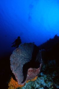 Spugna rossa tropicale (n.d. n.d.)