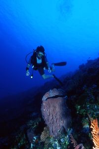 Spugna barile dei Caraibi (Xestospongia muta)