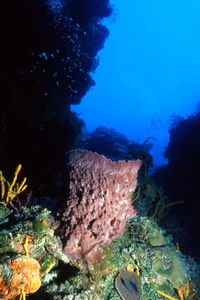 Spugna barile dei Caraibi (Xestospongia muta)