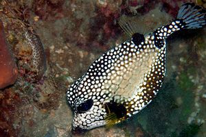 Pesce scatola (Lactophrys triqueter)