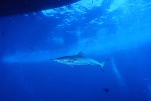 Squalo Seta (Carcharhinus falciformis)