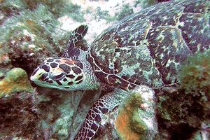 Tartaruga (Eretmochelys imbricata)