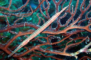 Pesce flauto (Fistularia petimba)