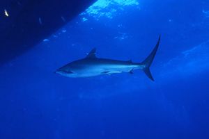 Squalo Seta (Carcharhinus falciformis)