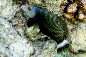 Pesce (Novaculichthys taeniourus)