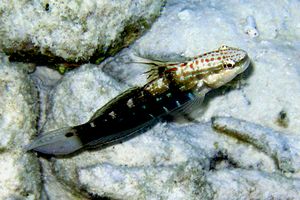 Ghiozzo a bande (Amblygobius semicintus)
