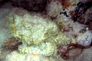 Pesce pietra (Synanceia verrucosa)