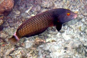 Pesce (Novaculichthys taeniourus)