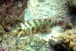 Imperatore a strisce d'oro (Lethrinus obsoletus)