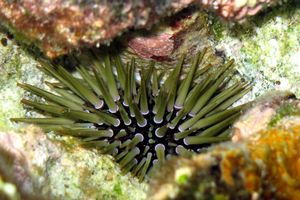 Riccio di mare (Echinometra mathaei)