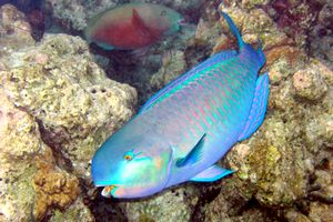 Pappagallo testa di pecora (Scarus strongylocephalus)