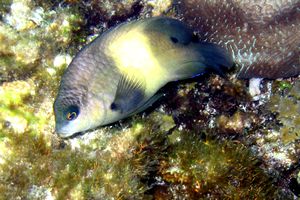 Damigella bruna (Stegastes nigricans)