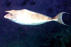 Unicorno gobbo (Naso brachycentron)