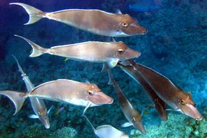 Pesce unicorno blu (Naso unicornis)