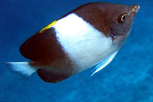 Pesce farfalla piramide nero (Hemitaurichthys zoster)