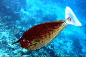 Pesce chirurgo unicorno (Naso brevirostris)