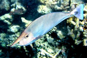 Pesce chirurgo unicorno (Naso brevirostris)