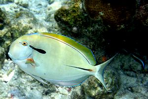 Pesce chirurgo nero (Acanthurus nigricauda)