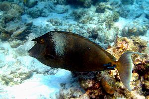 Pesce unicorno blu (Naso unicornis)