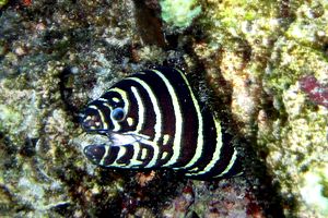 Murena zebra (Gymnomuraena zebra)