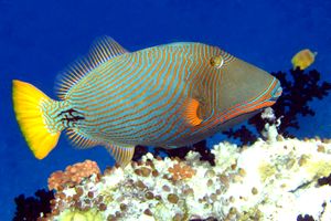 Pesce balestra striato (Balistapus undulatus)