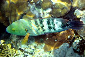 Tordo dalla coda sfrangiata (Cheilinus lunulatus)