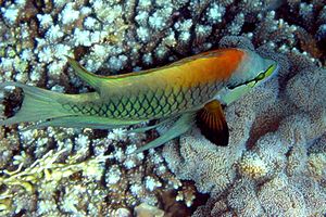 Labride insidiatore (Epibulus insidiator)