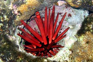 Riccio matita ardesia (Heterocentrotus mammillatus)