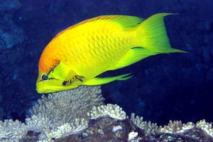 Labride insidiatore (Epibulus insidiator)