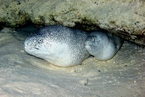 Murena dipinta (Siderea picta)