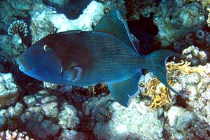 Pesce balestra (Pseudobalistes fuscus)