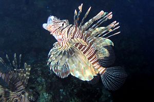 Pesce cobra (Pterois miles)